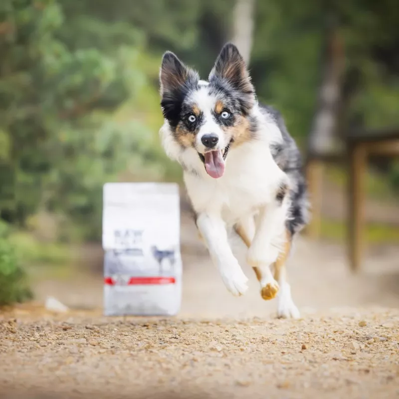 RAW PALEO Ultra Medium&Large Puppy Beef - sausā barība kucēniem - 10 kg