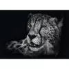Ashley Rader: Speed - Gepard, In the Sign of Grace, Puzle 1000 gabali