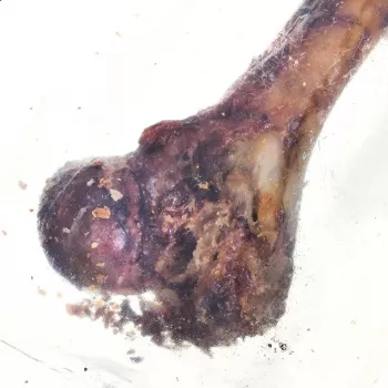 PETMEX Šķiņķa kauls - suņu košļājamā rotaļlieta - 1 gab.
