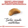 Sausā kaķu barība Royal Canin British Shorthair Kitten 2 kg – vista, 38% olbaltumvielas, 20% tauki, augšanas formula