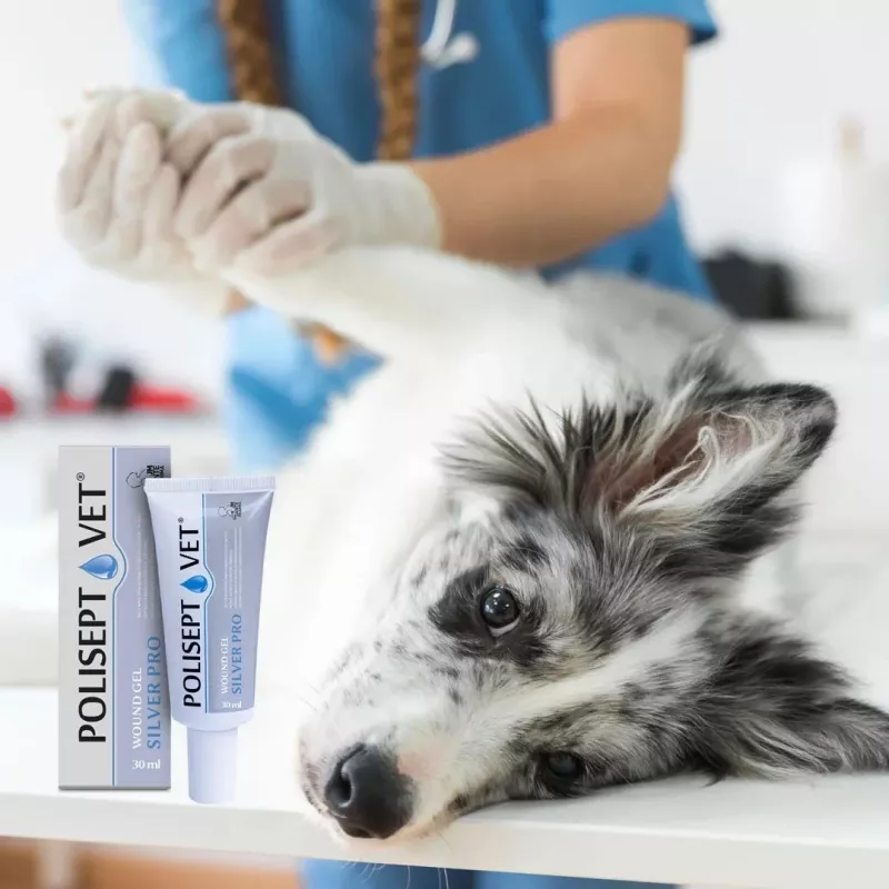 Brūču gēls JM Sante Polisept Vet Silver Pro 30 ml — lokālai ārstēšanai suņiem un kaķiem