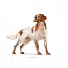 Royal Canin SHN Medium Adult sausā barība suņiem, 15 kg