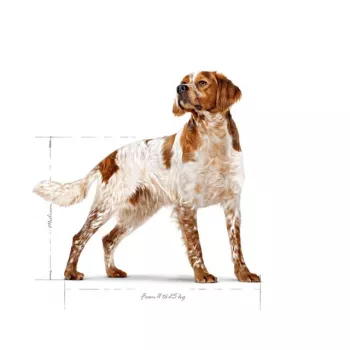Sausā suņu barība Royal Canin SHN Medium Adult 15 kg – pilnvērtīgs uzturs pieaugušiem vidēju šķirņu suņiem, mājputnu gaļa, 25% olbaltumvielas, 14% tauki