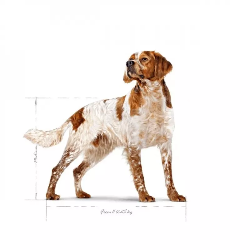 Royal Canin SHN Medium Adult sausā barība suņiem, 15 kg