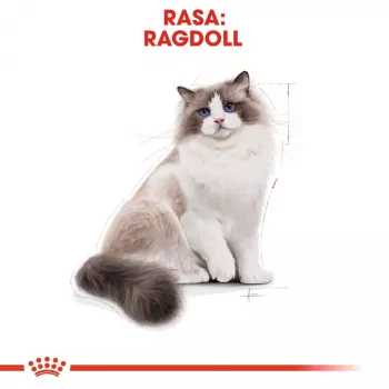 Sausā barība kaķiem Royal Canin Ragdoll Adult 2 kg — vistas gaļa, 32% olbaltumvielas, 18% tauki