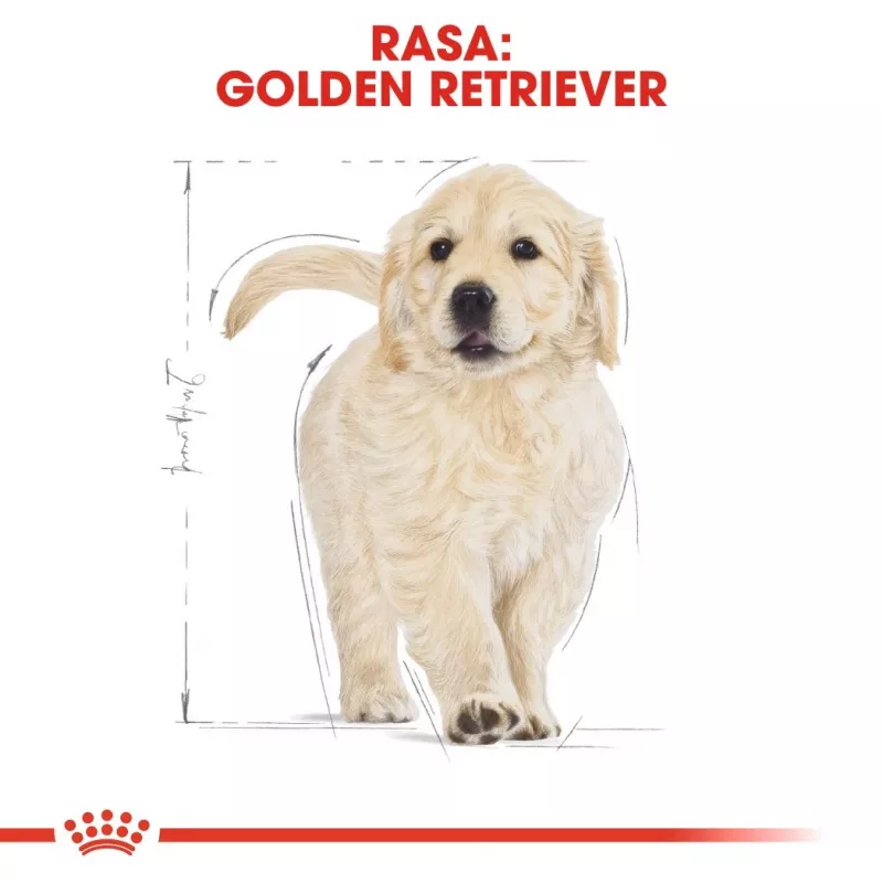 Royal Canin Golden Retriever Puppy sausā barība suņiem, 12 kg