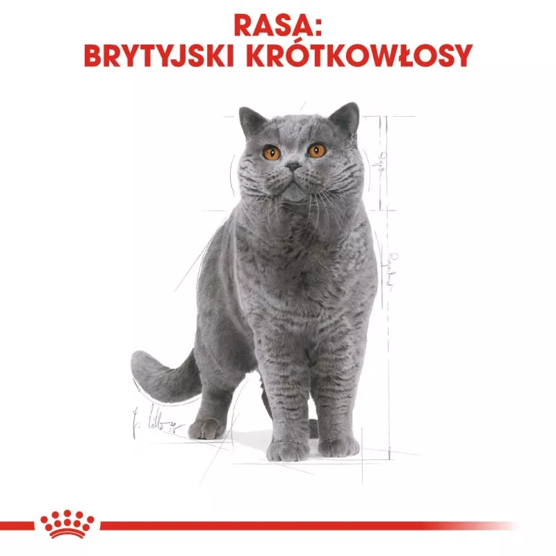 Royal Canin British Shorthair Adult sausā barība kaķiem 4 kg