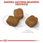 Sausā suņu barība Royal Canin Mini Dental Care 3 kg — pieaugušām mazām šķirnēm, mājputnu gaļa, zobu kopšana