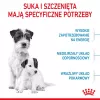 Sausā suņu barība Royal Canin Starter Mother & Babydog 1 kg — vistas gaļa, 30% olbaltumvielas, 22% tauki