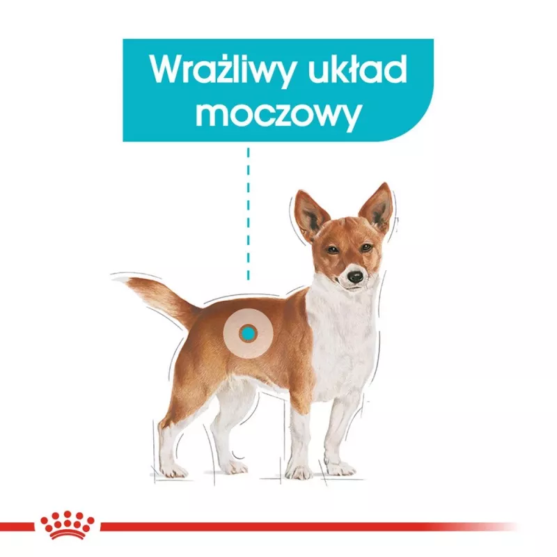 Royal Canin Mini Urinary Care sausā suņu barība, 1 kg