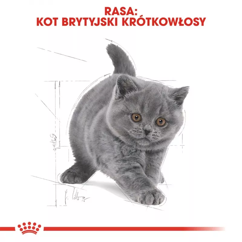 Sausā kaķu barība Royal Canin British Shorthair Kitten 2 kg – vista, 38% olbaltumvielas, 20% tauki, augšanas formula