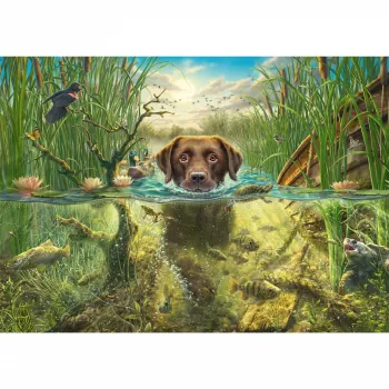 Mark Fredrickson: suņa mīlestība - brūns labradors vēsā ūdenī, Puzle 1000 gabali