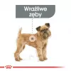 Sausā suņu barība Royal Canin Mini Dental Care 3 kg — pieaugušām mazām šķirnēm, mājputnu gaļa, zobu kopšana