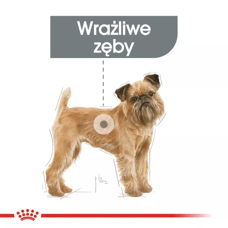 Sausā suņu barība Royal Canin Mini Dental Care 3 kg — pieaugušām mazām šķirnēm, mājputnu gaļa, zobu kopšana