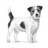 Sausā suņu barība Royal Canin Anallergenic Small 1,5 kg — hipoalerģiska formula pieaugušiem mazo šķirņu suņiem