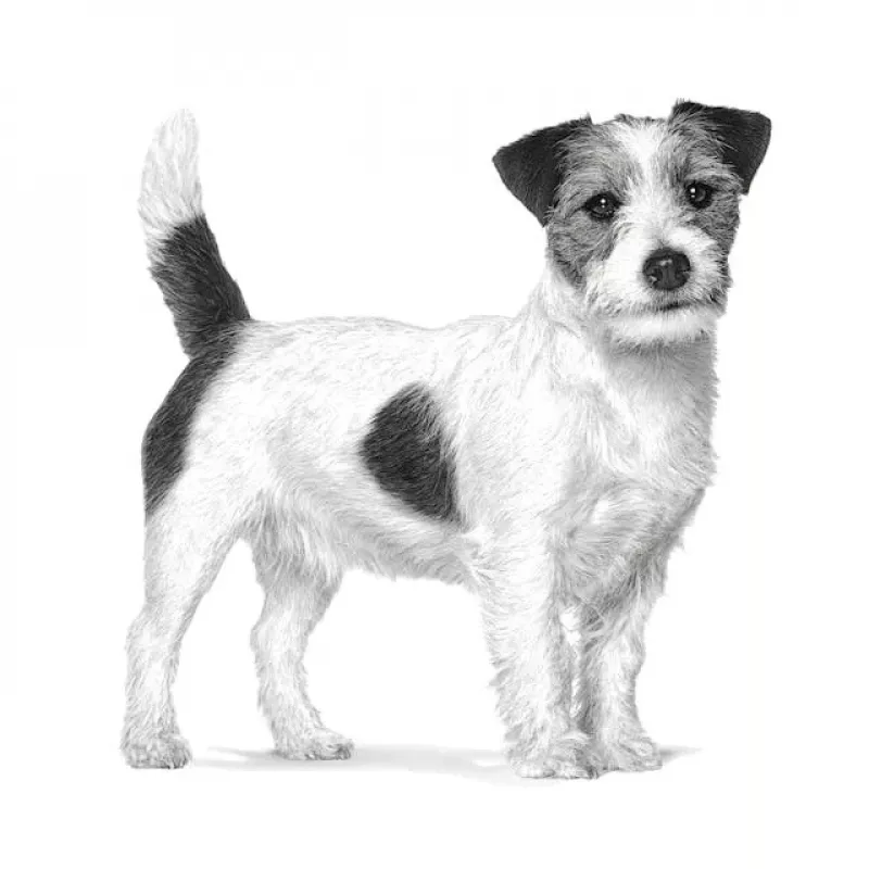 Sausā suņu barība Royal Canin Anallergenic Small 1,5 kg — hipoalerģiska formula pieaugušiem mazo šķirņu suņiem