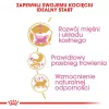 Sausā kaķu barība Royal Canin British Shorthair Kitten 2 kg – vista, 38% olbaltumvielas, 20% tauki, augšanas formula