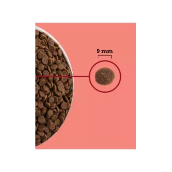 ACANA Highest Protein Indoor Cat - sausā barība kaķiem - 4,5 kg