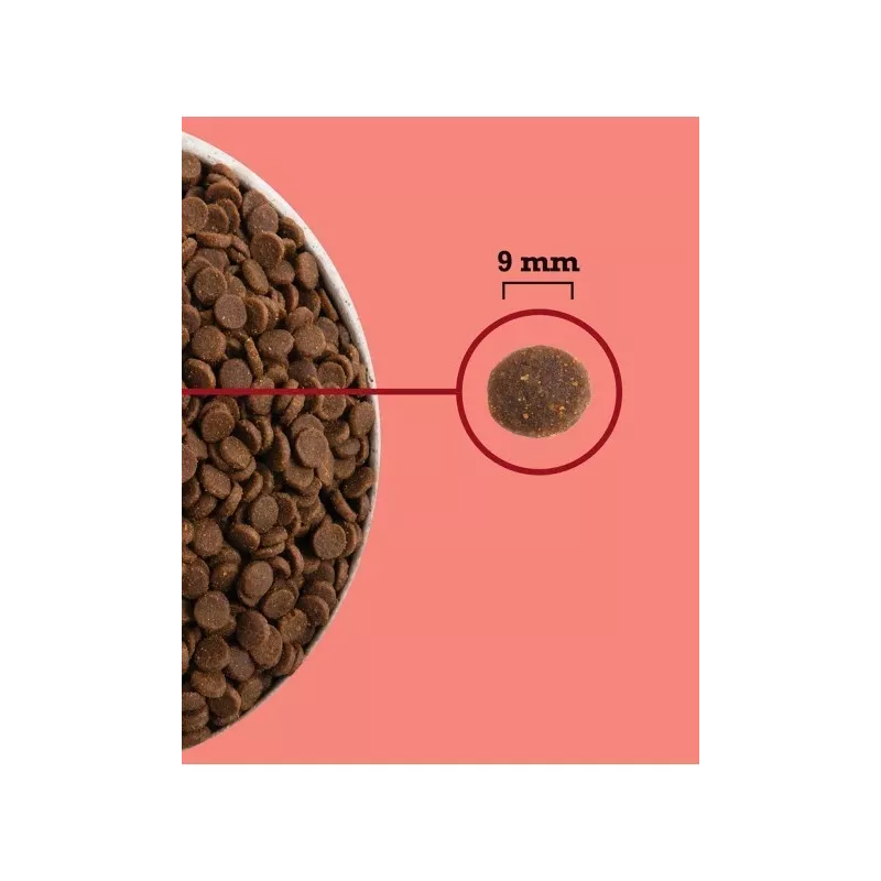 ACANA Highest Protein Indoor Cat - sausā barība kaķiem - 4,5 kg