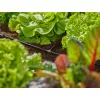 Šļūteņu savienotājs Gardena 13211-20 Plastmasa Melns 10 gab.