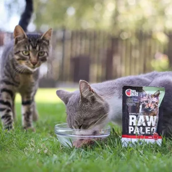 Slapjā barība kaķiem VETEXPERT RAW PALEO Adult Sterilised Beef 100 g paciņa, monoproteīns, 78% mitrums