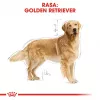 ROYAL CANIN BHN Golden Retriever sausā suņu barība - 12kg