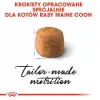 Royal Canin FBN Maine Coon Adult sausais kaķu ēdiens, 10 kg