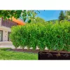 Gardena Micro-Drip-System pilienveida laistīšanas šļūtene, 1,6 l/h, 50 m (13504-20)