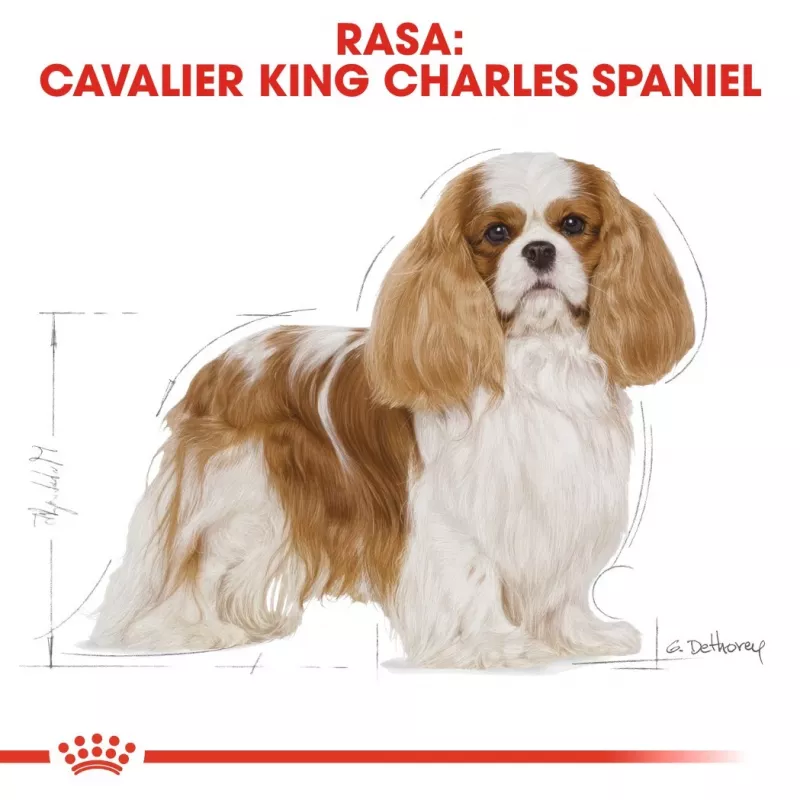 Sausā suņu barība Royal Canin Cavalier King Charles Adult 1.5 kg — Vistas gaļa, mazo šķirņu, ādai un kažokam, sirds atbalstam