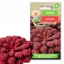 Scarlet Toraf Kale sēklas, 1g iepakojums