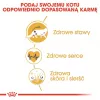 Royal Canin FBN Maine Coon Adult sausais kaķu ēdiens, 10 kg