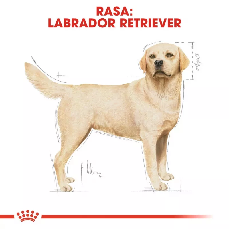 Sausā barība suņiem Royal Canin Labrador Retriever Adult 12 kg – Mājputnu gaļa, 30% olbaltumvielas, 13% tauki