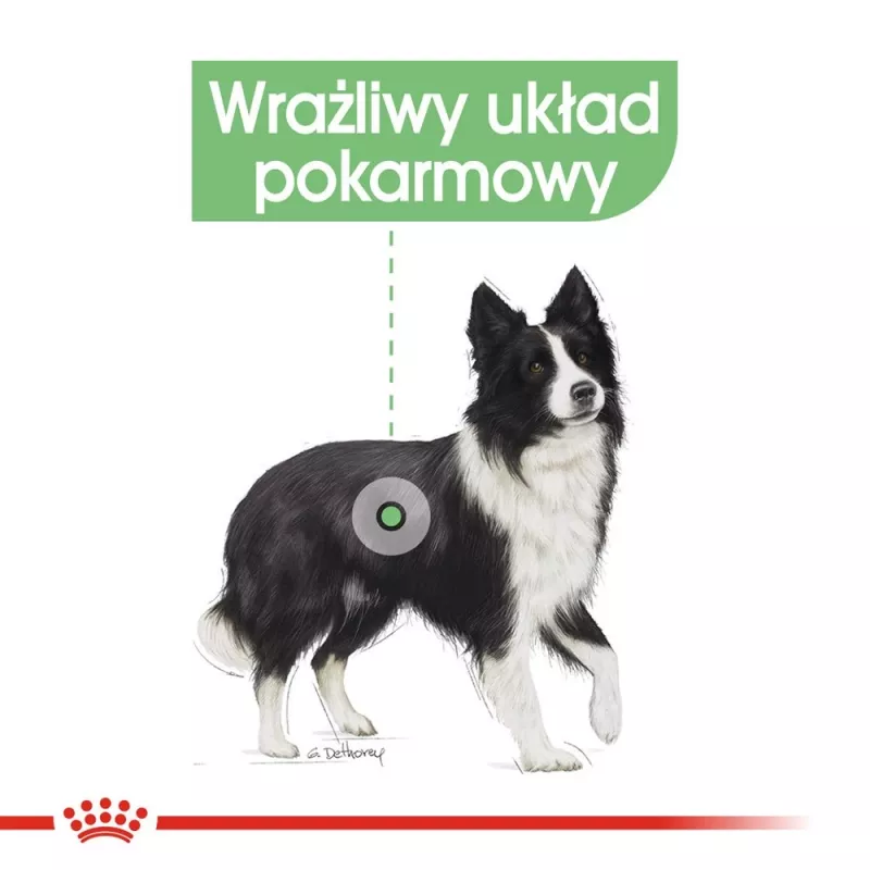 ROYAL CANIN CCN Medium Digestive Care - sausā suņu barība - 3 kg