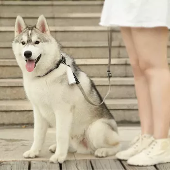 PETKIT Poop Bags – Biodegradējami suņu atkritumu maisiņi (15 gab.)