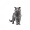Royal Canin British Shorthair Adult sausais kaķu ēdiens, 10 kg