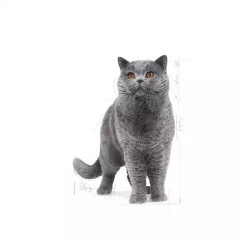 Sausā barība kaķiem Royal Canin British Shorthair Adult 10 kg — mājputni, olbaltumvielas 34%, tauki 19%