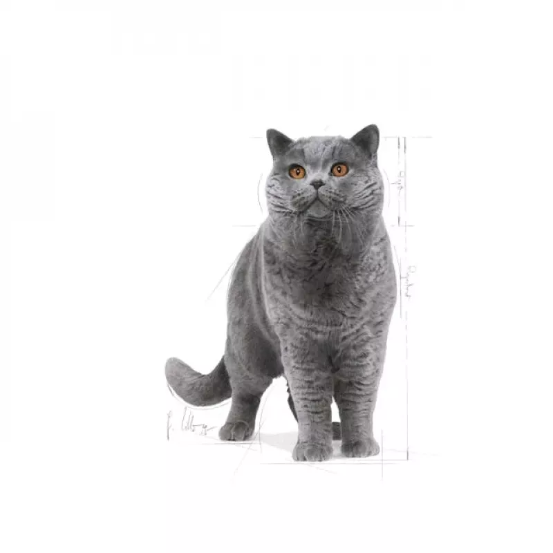 Royal Canin British Shorthair Adult sausais kaķu ēdiens, 10 kg