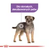Royal Canin Mini Sterilised sausā barība pieaugušu suņu ēdināšanai, 8 kg