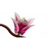LEGO BOTANICALS 11510 Magnolijas Zari