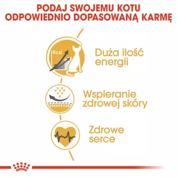 Sausā barība kaķiem Royal Canin Sphynx Adult 2 kg – cūkgaļas garša