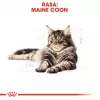 Royal Canin FBN Maine Coon Adult sausais kaķu ēdiens, 10 kg