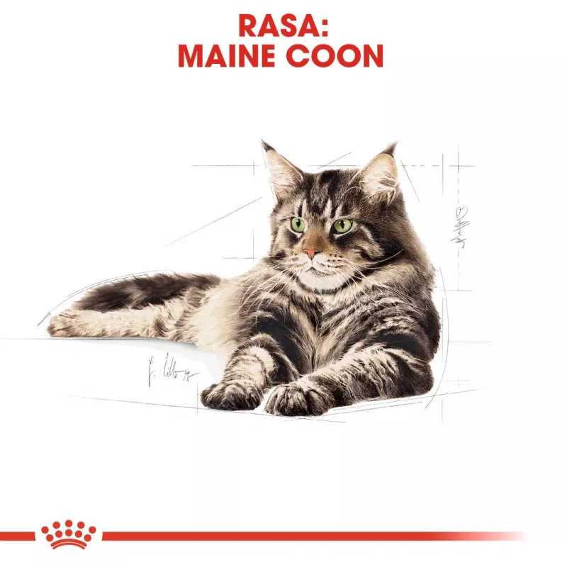 Royal Canin FBN Maine Coon Adult sausais kaķu ēdiens, 10 kg