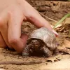 Schleich WILD LIFE Milzu bruņurupucis figūra