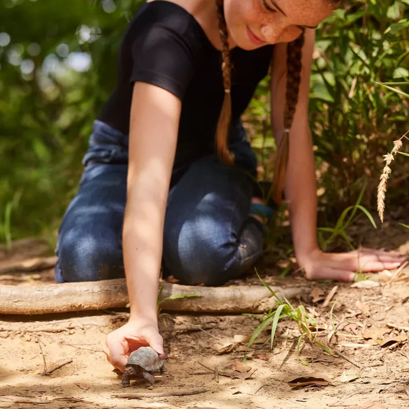 Schleich WILD LIFE Milzu bruņurupucis figūra