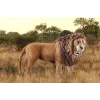 Schleich WILD LIFE Lauva rūcošs Daudzkrāsains Plastmasa 3+ gadi