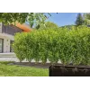 Gardena Micro-Drip-System pilienveida laistīšanas šļūtene krūmiem un dzīvžogiem, 1,6 l/h, 25 m, melna (13503-20)