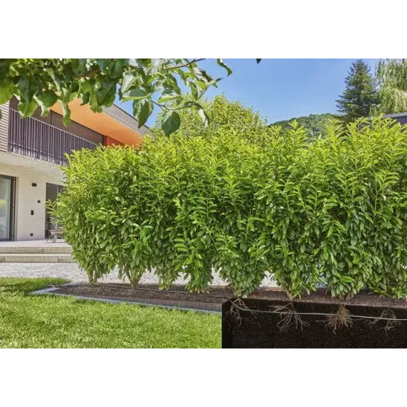 Gardena Micro-Drip-System pilienveida laistīšanas šļūtene krūmiem un dzīvžogiem, 1,6 l/h, 25 m, melna (13503-20)