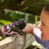 Schleich ELDRADOR CREATURES Ēnu Lauva 42555 kolekcionējama figūra