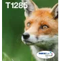Epson Fox T128 EasyMail oriģinālo tintes kasetņu multipaka — 4 krāsas (Melns 5.9 ml; Ciāns/Magenta/Dzeltens 3.5 ml)