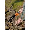Zaru zāģis Bahco 396-JT Melns Oranžs 200g